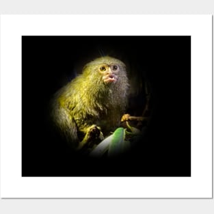 Marmoset Posters and Art